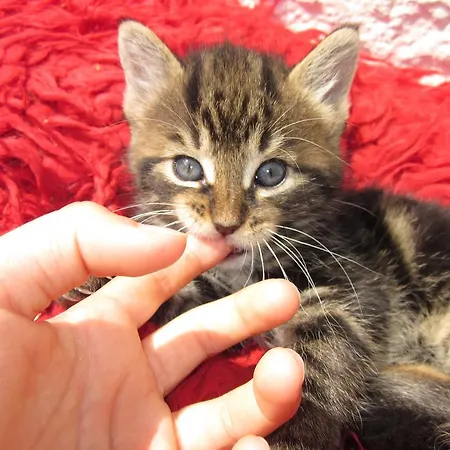 Zwergerlhof شقة *