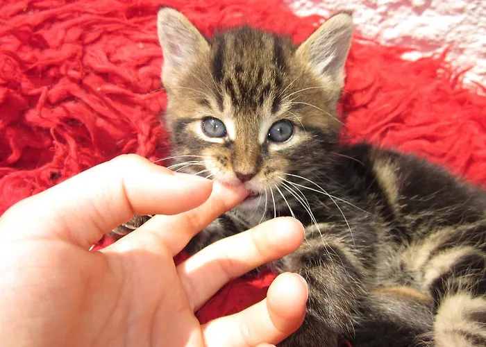 Zwergerlhof Διαμέρισμα *